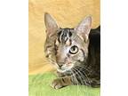 Pipers Piping, Domestic Shorthair For Adoption In Columbus, Ohio