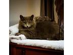 Stardust, Maine Coon For Adoption In Mount Laurel, New Jersey