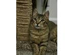 Orion, Domestic Shorthair For Adoption In Mount Laurel, New Jersey