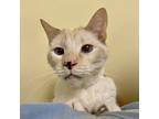 Reggie, Domestic Shorthair For Adoption In Richmond, Virginia