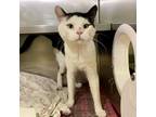 San Fran, Domestic Shorthair For Adoption In Richmond, Virginia