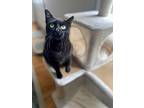 Kix, Domestic Shorthair For Adoption In Cincinnati, Ohio