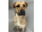 Max, Retriever (unknown Type) For Adoption In Voorhees, New Jersey