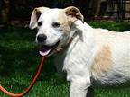 Eli, Terrier (unknown Type, Medium) For Adoption In Hamilton, New Jersey