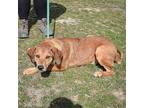 Nuclear, Labrador Retriever For Adoption In Huntley, Illinois