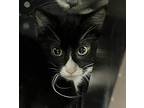 Troy, Domestic Shorthair For Adoption In Virginia Beach, Virginia