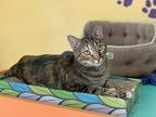 Chicklets, Domestic Shorthair For Adoption In Topeka, Kansas