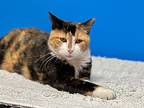 Claire, Domestic Shorthair For Adoption In Topeka, Kansas