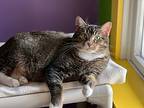 Agatha, Domestic Shorthair For Adoption In Topeka, Kansas