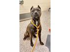Beatrice, American Pit Bull Terrier For Adoption In Sterling Heights, Michigan