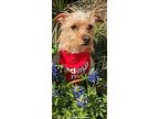 Noodles, Terrier (unknown Type, Medium) For Adoption In Royse City, Texas