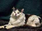 Oreo, Domestic Longhair For Adoption In North Las Vegas, Nevada