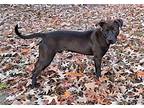 Jake, Terrier (unknown Type, Medium) For Adoption In Germantown, Tennessee