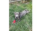 Cash, American Staffordshire Terrier For Adoption In Irwin, Pennsylvania