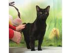 Charlotte, Domestic Shorthair For Adoption In West Chester, Pennsylvania