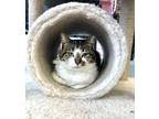 Dina, Domestic Shorthair For Adoption In Fernandina Beach, Florida