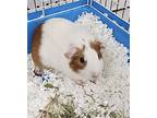 Feeb, Guinea Pig For Adoption In Pottstown, Pennsylvania