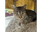 Lily, Domestic Shorthair For Adoption In Tangent, Oregon