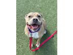 Roxanna 102, American Pit Bull Terrier For Adoption In Cleveland, Ohio