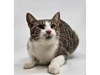 Ithaca *foster Needed*, Domestic Shorthair For Adoption In New York, New York