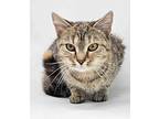 Issaquah *foster Needed*, Tabby For Adoption In New York, New York