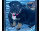 JASMINE German Shepherd Dog Puppy Female