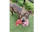 Sarge American Pit Bull Terrier Young Male