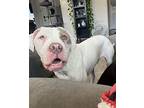 Carter James (new Digs), American Pit Bull Terrier For Adoption In Dallas, Texas