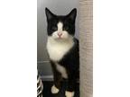 Munchkin, Domestic Shorthair For Adoption In Ossipee, New Hampshire