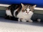 Theia, Domestic Shorthair For Adoption In Houghton, Michigan