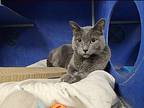 Ferris Meowler, Domestic Shorthair For Adoption In Houghton, Michigan