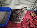 Purrnelopy, Domestic Shorthair For Adoption In Houghton, Michigan