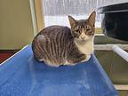 Mercury, Domestic Shorthair For Adoption In Houghton, Michigan