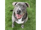 Charlie, American Pit Bull Terrier For Adoption In Long Beach, California