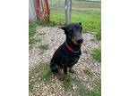 Elvis, Doberman Pinscher For Adoption In Devine, Texas