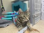 Kenan, Domestic Shorthair For Adoption In Oshkosh, Wisconsin