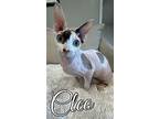 Cleo, Sphynx For Adoption In La Habra, California