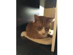 Rusty, Domestic Shorthair For Adoption In El Dorado Hills, California