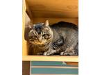 Axel, Domestic Shorthair For Adoption In Wausau, Wisconsin