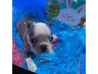 Boston Terrier Puppy for sale in Lawrenceburg, KY, USA