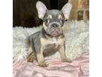 French Bulldog Puppy for sale in Dallas, TX, USA