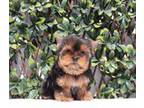 Yorkshire Terrier Puppy for sale in Los Angeles, CA, USA