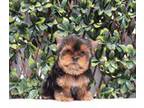 AKC Teacup Yorkie Puppy Girl