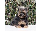 Yorkshire Terrier Puppy for sale in Los Angeles, CA, USA