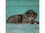 Great Dane Puppy for sale in Pomona, MO, USA