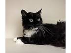 Perley, Domestic Longhair For Adoption In Concord, New Hampshire