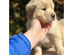 Golden pup 2