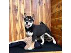 Shiba Inu Puppy for sale in Mammoth Spring, AR, USA