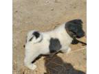 Akita Puppy for sale in Fountain, CO, USA