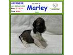 Havanese Puppy for sale in Albion, IN, USA